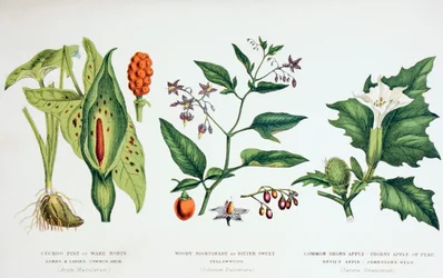 Plantes vénéneuses communes, c.1890